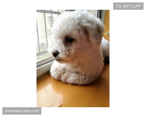 李小鹏家的狗吃的都比我一个月工资多